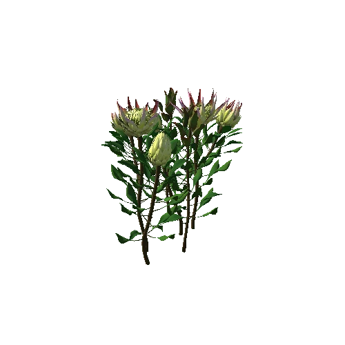 Flower Protea King4